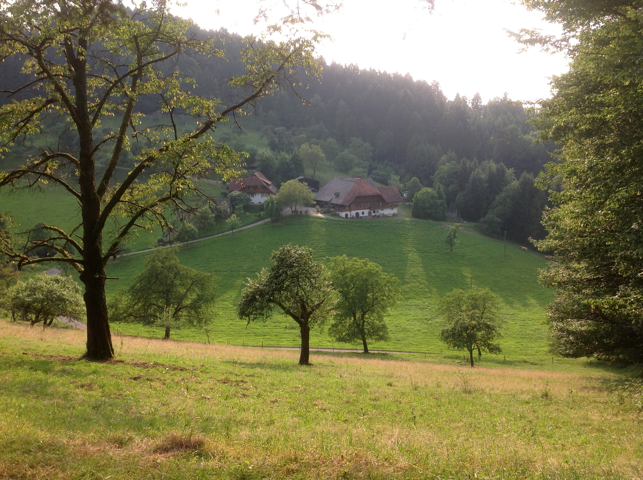 Hoflandschaft